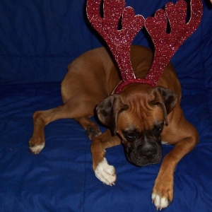 christmas reindeer 2004