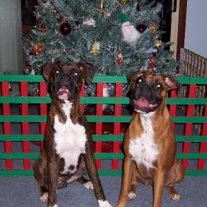 tigger & brandy xmas 2004