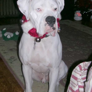 finnxmas4