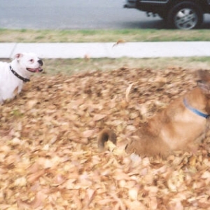 Running through the leaves