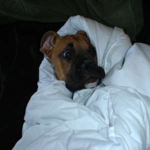 snugglepup