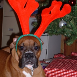 Boxer Reindeer