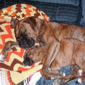 Sleeping Pups