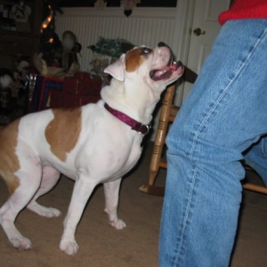 Part Bulldog Part Boxer - Sasha