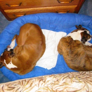 130 lbs. of Boxer in same bed