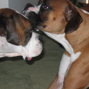 Christmas with Pete's Cousin - Brutus