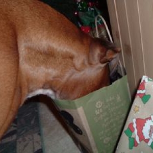 Buttercups' present