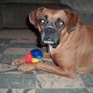 Tessie w/ toy