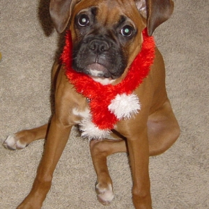 Bella's xmas scarf