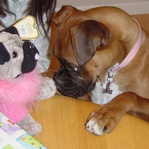 Bella vs Pug