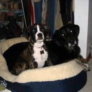 Bailey with Sister Roxy