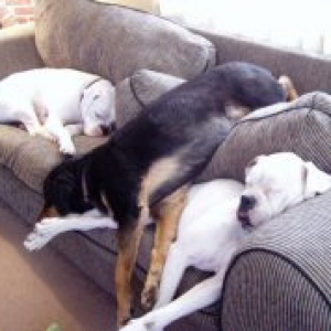 sleepy dogs
