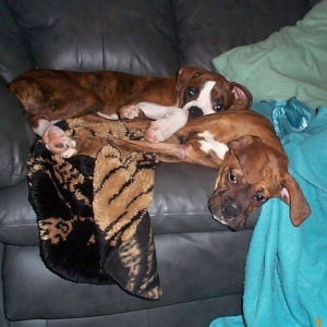 after a long day at the dog park