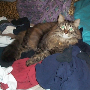 ozzy helping with the laundry