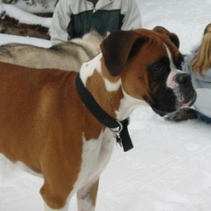 Maximus scoping out the snow-doggies
