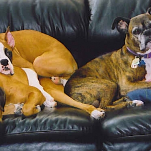 BOXERPILE!