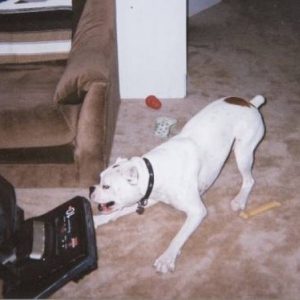 Get that evil thing!