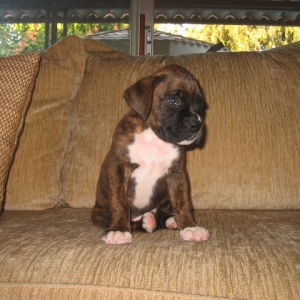6 weeks old