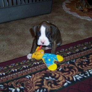 Roxie's 1st day home