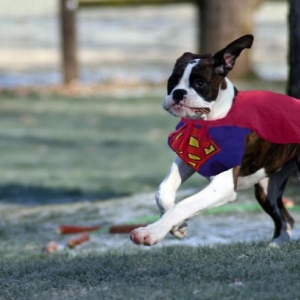 Superdog