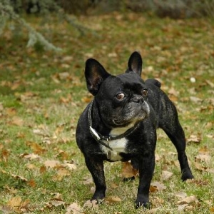 Athlon the French bulldog