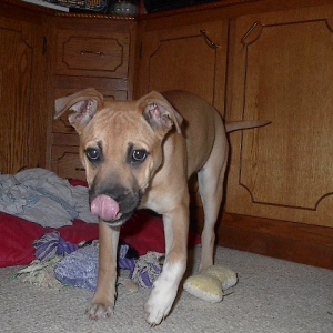 Licks on the way