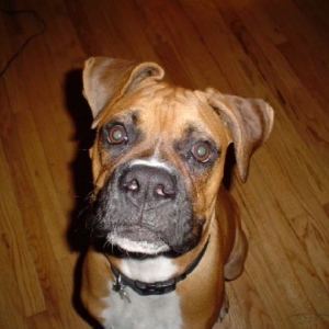 Buford 7mo's old