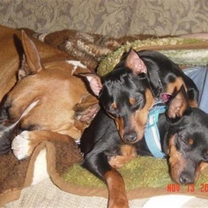 Siren snuggling the boys