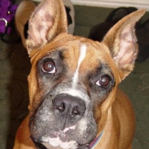 Pretty doggy