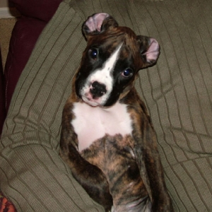 Kali