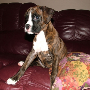 Kali
