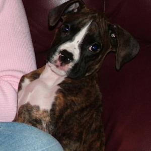 Kali