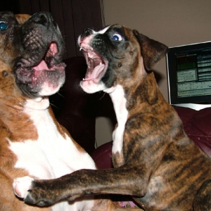 Kali & Shiva (Roar!)