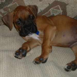 Chesney, lounging