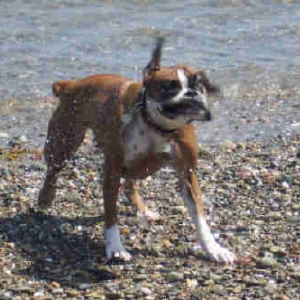 Bella after taking a dip in the sea!