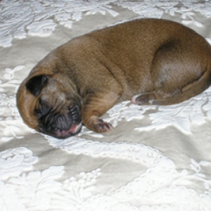 Duke at 3 days old!