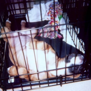 Titus_sleeping