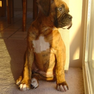 Our new baby, Maya.