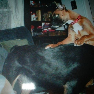Cinnamon and Zeppelin