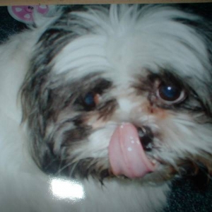 Gizmo