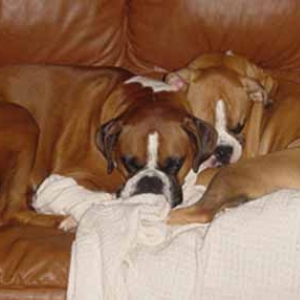 Snuggle Bugs