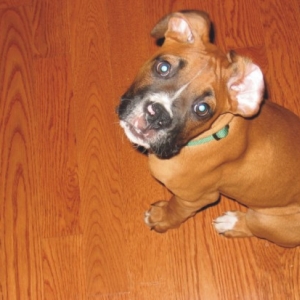 Dog's Eye View