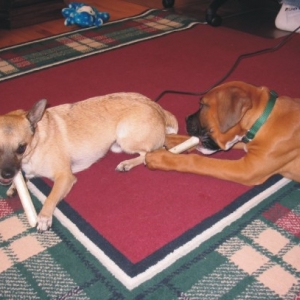 Oakley's buddy Cujo