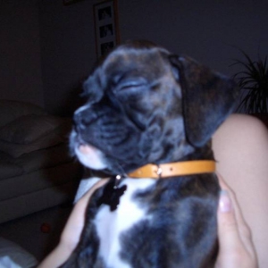 Elvis on his first day Home