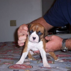 new noname puppy