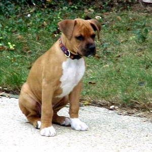 Jess at 10 weeks