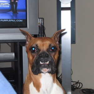 smiling boxer!