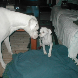 Cain Meets Luna