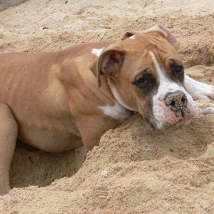 Beach boy