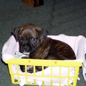 sadie at 6 weeks